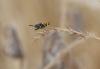 Philanthus triangulum